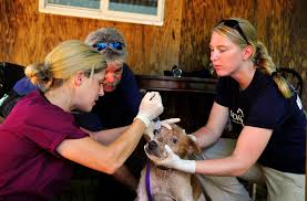 Veterinary Services Market