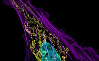 Cancer Monoclonal Antibodies Market