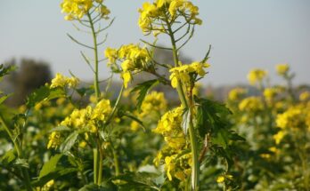 Organic Oilseed Farming Global Market