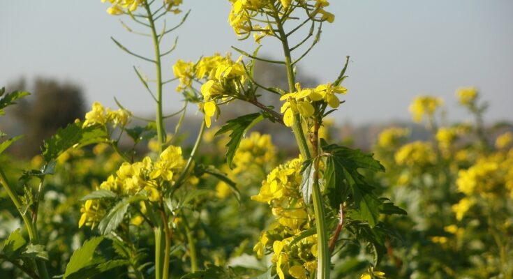 Organic Oilseed Farming Global Market