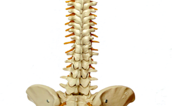 Spinal Surgery Devices And Equipment Global Market