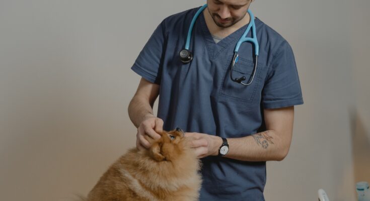 veternary clinics