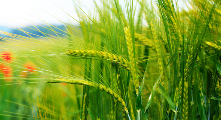 Grain Farming Market