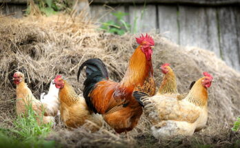 poultry market