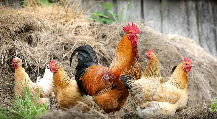 poultry market