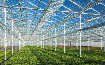 commercial greenhouse market