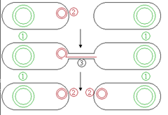 Bacterial And Plasmid Vectors