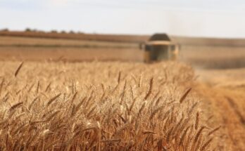 Organic Grain Farming Market