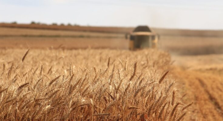 Organic Grain Farming Market