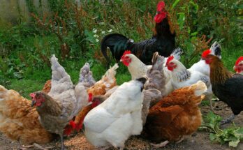 Organic Poultry Market