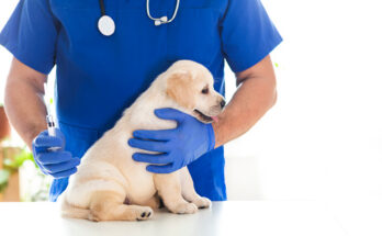 veterinary vaccines market