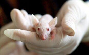 Global Non-Animal Alternatives Testing Market