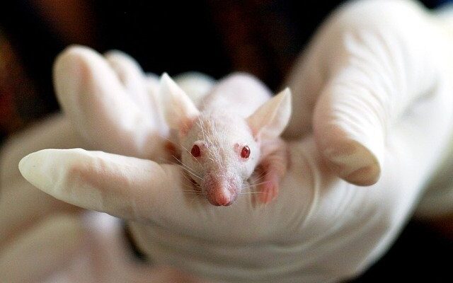 Global Non-Animal Alternatives Testing Market