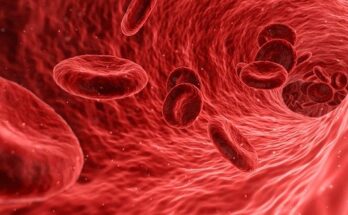 Cell Based Assays