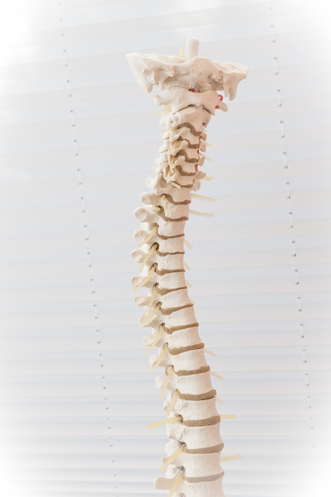 Spine Implants Market