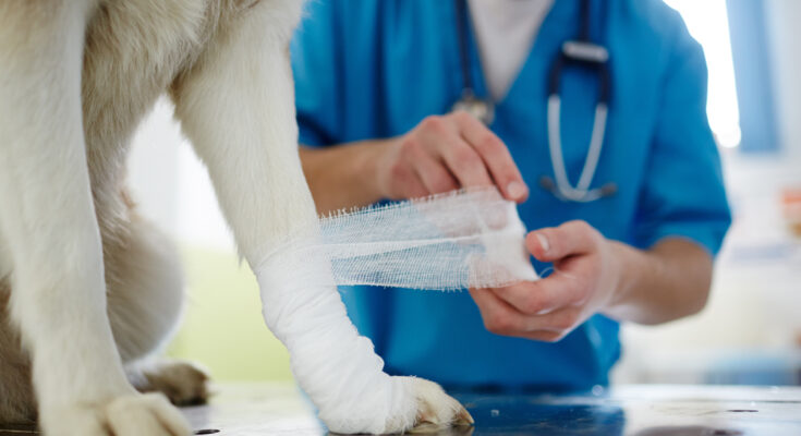 Veterinary Orthopedic Implants Market