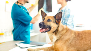 Companion Animal Veterinary Vaccines Market