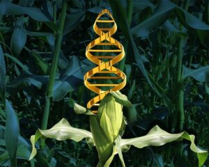 Genetically Modified Crops Market