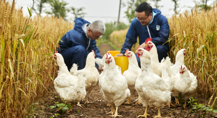 global poultry healthcare market