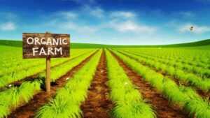 organic oil seed farming report