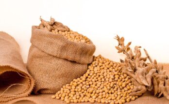 Commercial Seeds Market