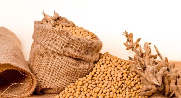 Commercial Seeds Market