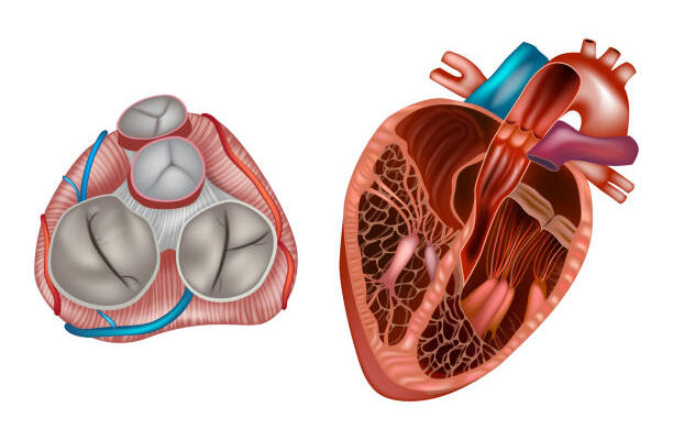 prosthetic heart valve devices and equipment market