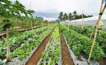 organic vegetable farming market segmentation