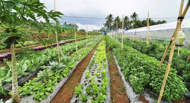 organic vegetable farming market segmentation