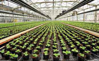 commercial greenhouse market