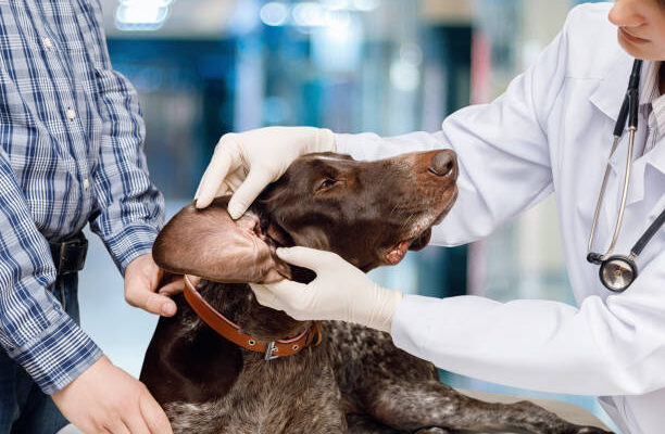 veterinary laboratory testing services market