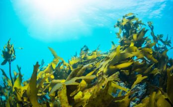 commercial seaweed market