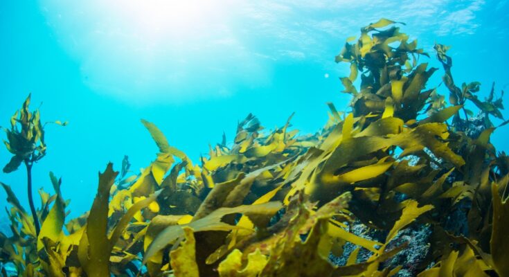 commercial seaweed market