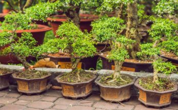 Asia Pacific Bonsai Market Analysis, Opportunities, Share, Growth, Size and Forecast