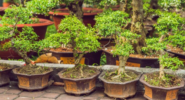 Asia Pacific Bonsai Market Analysis, Opportunities, Share, Growth, Size and Forecast