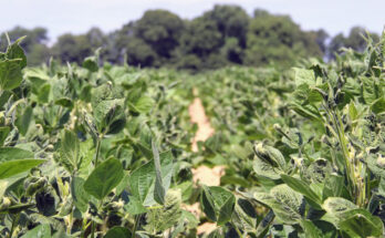 Europe Dicamba Herbicide Market Analysis, Opportunities, Share, Growth, Size and Forecast