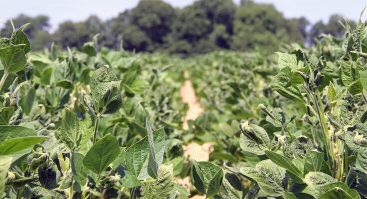 Europe Dicamba Herbicide Market Analysis, Opportunities, Share, Growth, Size and Forecast