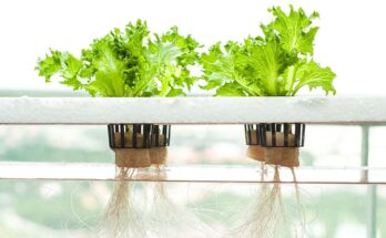 Europe Hydroponics Market Analysis, Opportunities, Growth, Size, Share and Forecast