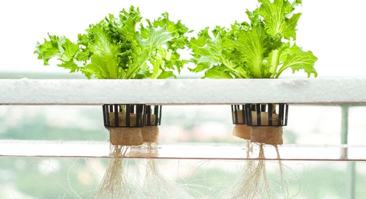 Europe Hydroponics Market Analysis, Opportunities, Growth, Size, Share and Forecast