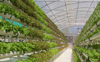 Global Aeroponics Market Analysis, Opportunity, Growth, Size, Share, Trends and Forecast