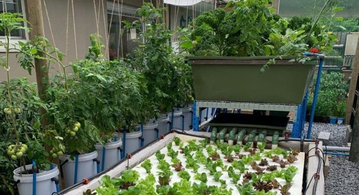 Global Aquaponics Market Analysis, Opportunities, Growth, Size, Share and Forecast