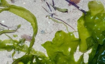 Global Commercial Seaweeds Market Analysis, Growth, Share, Size, Trends & Forecast