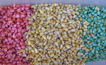 Global Insecticide Seed Treatment Market Analysis, Growth, Share, Size, Trends & Forecast