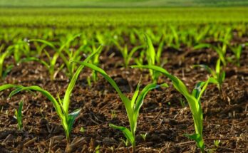 Organic Fertilizer Market Analysis, Growth, Share, Size, Trends & Forecast