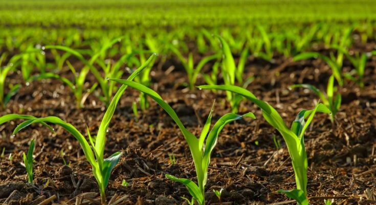 Organic Fertilizer Market Analysis, Growth, Share, Size, Trends & Forecast