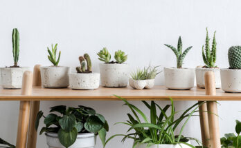 India Indoor Plants Market Analysis, Opportunity, Growth, Size, Share, Trends and Forecast