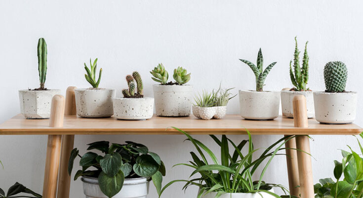 India Indoor Plants Market Analysis, Opportunity, Growth, Size, Share, Trends and Forecast