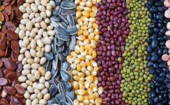 India Seed Market Analysis, Opportunity, Growth, Size, Share, Trends and Forecast