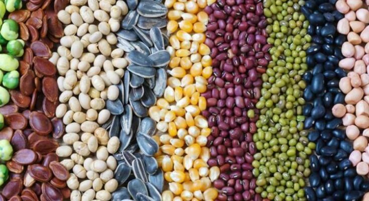 India Seed Market Analysis, Opportunity, Growth, Size, Share, Trends and Forecast