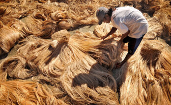 Philippines Abaca Fiber Market Analysis, Opportunities, Growth, Size, Share and Forecast